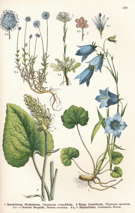 #flowers #plants #botany #vintage #retro #paintings #drawings #books Flora Illustration Botanical Drawings, Borage Botanical Illustration, Scientific Botanical Art, Scientific Drawings Of Plants, Botanical Flower Illustration, Botany Sketches, Anatomy Flowers, Vintage Plant Illustration, Old Botanical Illustration