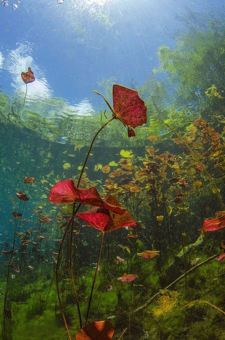 Underwater "poppy flowers" Photo by Natalie Bondarenko -- National Geographic Your Shot Underwater Pond Photography, Flowers Underwater, Lush Cave, Underwater Pond, Botany Photography, Underwater Flowers, Underwater Plants, Environment Painting, Animation Ideas