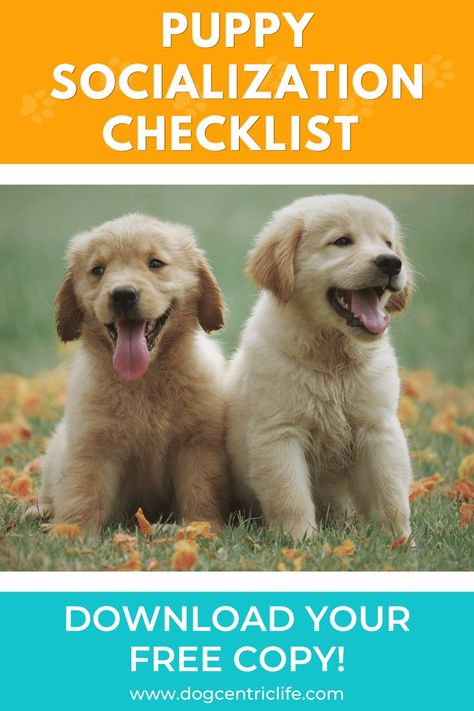 You can use this puppy socialization checklist as kind of a scavenger hunt! It’s fun and removes some of the planning involved for a social outing for you and your puppy... Puppy Socialization, Free Puppies, Puppy Proofing, Cute Puppy Pictures, Dog Blog, Puppy Pictures, Dog Training Tips, Puppy Training, Scavenger Hunt