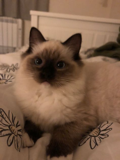 ragdoll kitten Ragdoll Cats Aesthetic, Cute Cat Ragdoll, Cute Cats Fluffy, Siamese Ragdoll Cat, Color Point Cat, Ragdoll Cats And Kittens, Ragdoll Kitten Aesthetic, Ragdoll Cat Wallpaper, Ragdoll Aesthetic