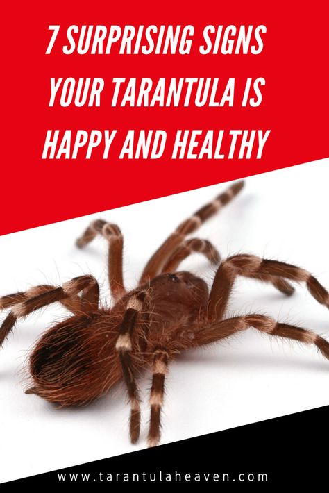 These are 7 surprising ways to tell that you have a happy and healthy tarantula. Not many people know about these signs, but they are so important since many of us don't have access to a tarantula veterinarian! Learn these signs to help keep your tarantulas healthy! #tarantula #spider Terrestrial Tarantula Enclosure, Pink Toe Tarantula Enclosure, Tarantula Enclosure Ideas, Tarantula Terrarium, Tarantula Pet, Tarantula Habitat, Black Tarantula, Red Knee Tarantula, Tarantula Enclosure