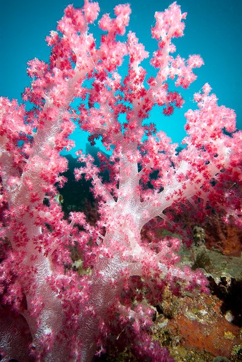 Nephtheidae in the Wild - https://reefs.com/2016/11/01/nephtheidae/ Vibrant Coral Reef, Coral Reef Aesthetic, Coral Reef Decorations, Pink Coral Reef, Coral Reef Photography, Coral Texture, Sea Corals, Coral Reef Art, Ocean Flowers