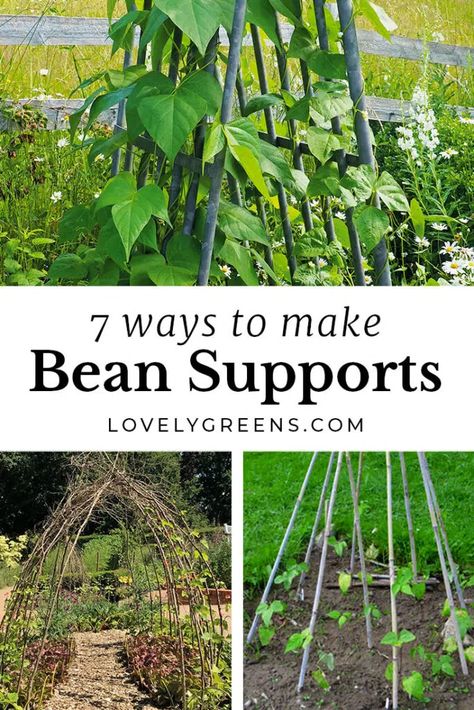 A comprehensive look at DIY bean supports and bean trellises for growing climbing beans. Includes the best way to grow beans using the three sisters method, controlling pole bean growth, and instructions for making a bean teepee trellis and a double row bean trellis #garden #diygarden #vegetablegarden Bean Trellis Diy, Growing Runner Beans, Pole Bean Trellis, Green Bean Trellis, Green Beans Garden, Hawaii Farm, Climbing Beans, Bean Trellis, Teepee Trellis