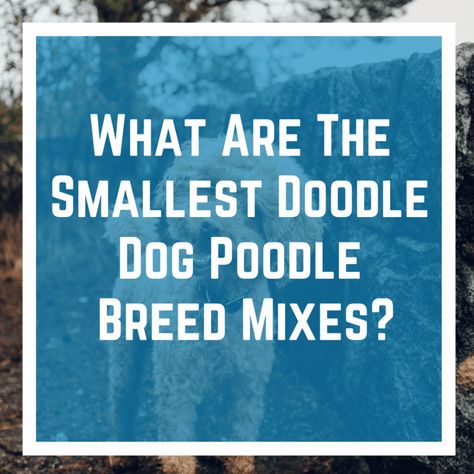 What is The Smallest Doodle Dog Poodle Breed Mixes - Lover Doodles Mini Schnoodle, Toy Cockapoo, Doodle Dog Breeds, Small Poodle, Doodle Dogs, Dog Poodle, Small Doodle, Designer Dogs, Yorkie Poo