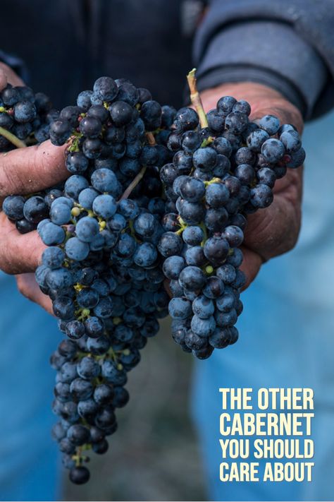 #wine #cabernet #winemaking #cabernetfranc #bordeaux #WineEnthusiast Virginia Wine Country, Photography Office, Bunch Of Grapes, Blue Berries, Wine Photography, Wine Sale, Hands Holding, Beautiful Fruits, Natural Wine