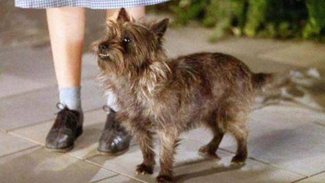 Toto the Cairn Terrier Michael Morpurgo Books, Toto Wizard Of Oz, Wizard Of Oz Movie, Michael Morpurgo, Wizard Of Oz 1939, Dog Movies, Famous Dogs, Land Of Oz, The Wonderful Wizard Of Oz