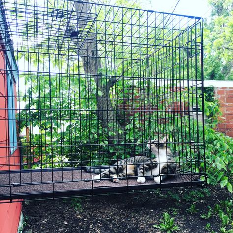 Cat in dog crate catio Diy Cat Run, Portable Catio For Cats, Diy Catios For Cats Outside Easy, Joshamee Gibbs, Cat House Design, Apartment Cat, Outside Cat Enclosure, Cat House Outdoor, Kitty Furniture