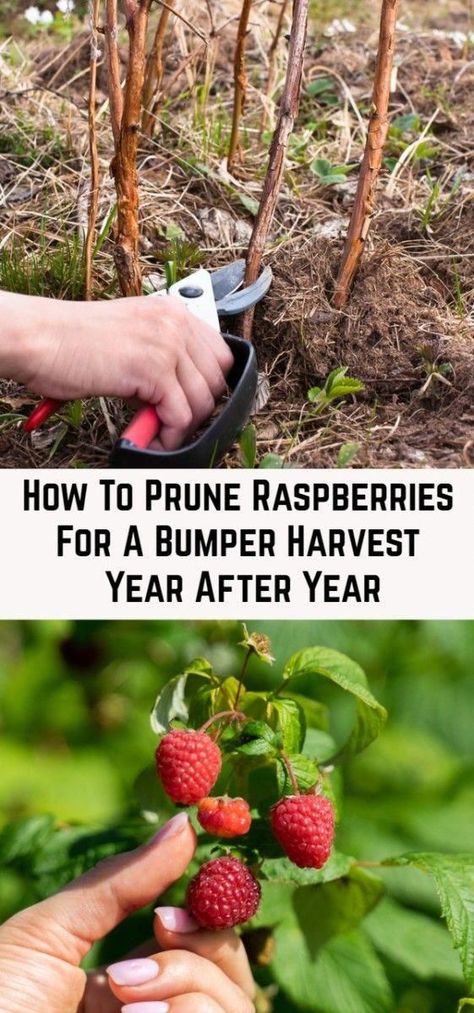 Discover more about container gardening Garden Raspberries, Pruning Raspberries, Growing Raspberries, Raspberry Plants, Veg Garden, Home Vegetable Garden, Garden Yard Ideas, Vegetable Garden Design, Food Garden