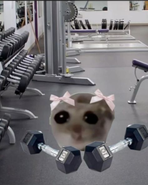 Workout Memes Aesthetic, Hamster With Bow, Gym Reaction Pics, Gym Memes Girl, Im Just A Girl Hamster, Hamster Memes Funny, Get Better Meme, Coquette Hamster, Hamster Memes