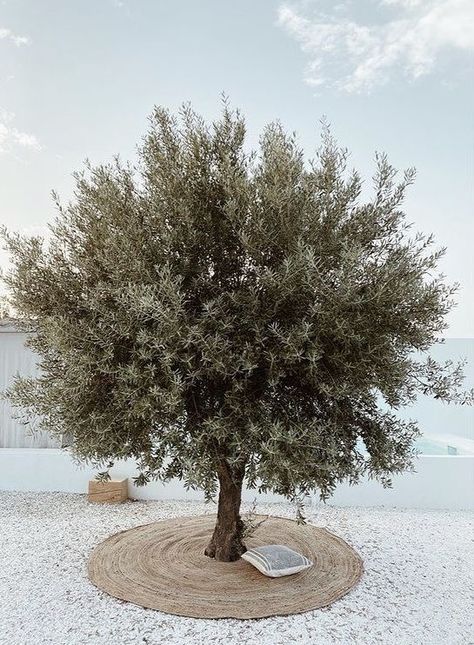 Olive Trees Landscape, Modern Backyard Landscaping, Modern Backyard, Mediterranean Garden, Home Landscaping, Olive Tree, Desert Landscaping, Back Garden, Garden Planters