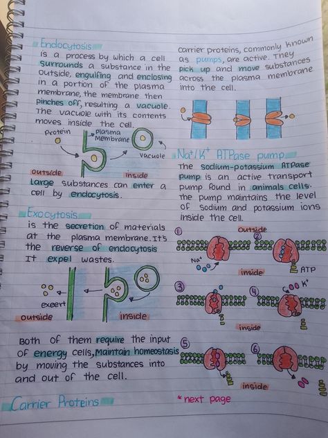 Cellular Transport Notes, Cell Notes Biology Class 9 Aesthetic, Cell Membrane Notes, Revision Board, Cell Biology Notes, Biochemistry Notes, Bio Notes, Learn Biology, Nursing School Essential