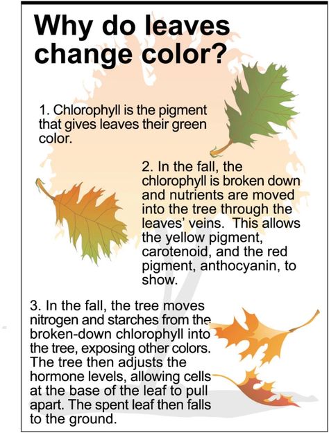 Why Do Leaves Change Color and Fall ? | Know-It-All Why Do Leaves Change Color, Colors Worksheet, Horticulture Education, Plant Biology, Horticulture Therapy, Biology Plants, Color Worksheet, Plant Physiology, Fall Worksheets