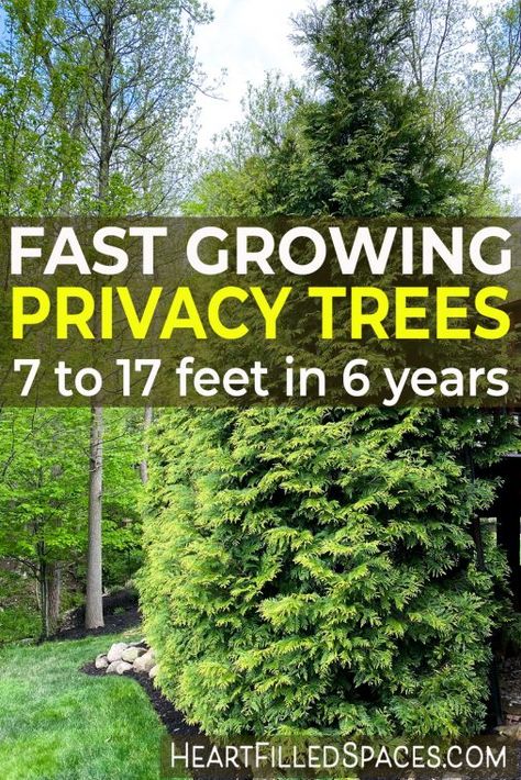 Evergreen For Privacy, Landscaping For Dummies, Pine Tree Backyard, Fast Growing Hedges For Privacy, Privacy Hedges Fast Growing, Evergreen Trees For Privacy, Fast Growing Privacy Shrubs, Privacy Landscaping Backyard, Thuja Green Giant