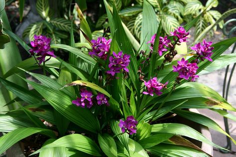 Even though it's called a "ground orchid," this one is growing in a pot and is doing very well. The Grapette Ground Orchid (Spathoglottis unguiculata) 'Grapette' is a beautiful, small terrestrial orchid with deep purple flowers one-inch across with a yellow fringed lip. The flowers are long lasting, produce successive flowers over time and have a distinct fragrance of grape juice (which I can definitely attest to). (April 26, 2008) Compact Gardening, Compound Design, Garden Orchids, Purple Flowering Plants, Ground Orchids, House Flowers, Florida Plants, Purple Plants, Exotic Orchids