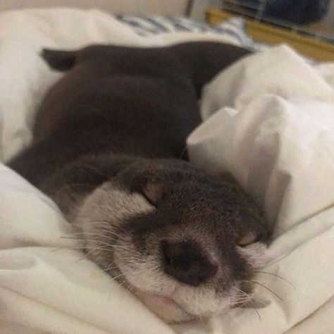 Otter Pfp, Immagini Grinch, Sleeping Otters, Otters Cute, Creative Gift Ideas, Baby Otters, Get Lucky, Pretty Animals, Cute Animals Images