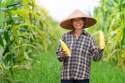 Asian farmer harvesting sweetcorn during... | Premium Photo %23Freepik %23photo %23happy-farmer %23agro-business %23farmer %23asian-farmer Farmer Pictures, Seasoned Corn, Growing Corn, Corn Field, Female Farmer, Harvest Time, Maize, Horticulture, Premium Photo