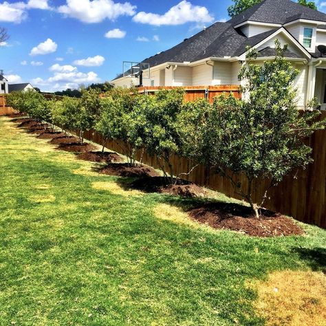 Legacy Landscapes Waco on Instagram: “Planted some quick-growing Wax Myrtle trees along this fence to provide privacy in a client’s backyard. A line of trees makes the wooden…” Wax Myrtle Tree Privacy Hedge, Wax Myrtle Hedge, Wax Myrtle Tree, Wax Myrtle, Privacy Hedge, Privacy Trees, Myrtle Tree, Kb Homes, Landscape Ideas