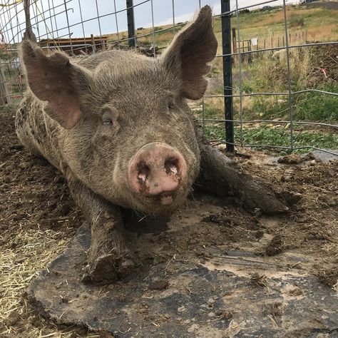 Muddy Pigs, Pig In Mud, Dream Pet, Wild Pig, Cv Format, Soccer Balls, Primates, Cutie Patootie, Pigs