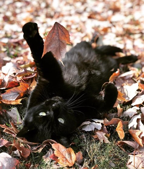 Cat In Fall Leaves, Fall Cat Pictures, Cat Photoshoot Ideas Fall, Cat Fall Photoshoot, Fall Cat Photoshoot, Fall Pet Photoshoot, Black Cat Photoshoot, Fall Cat Aesthetic, Cat Photoshoot Ideas