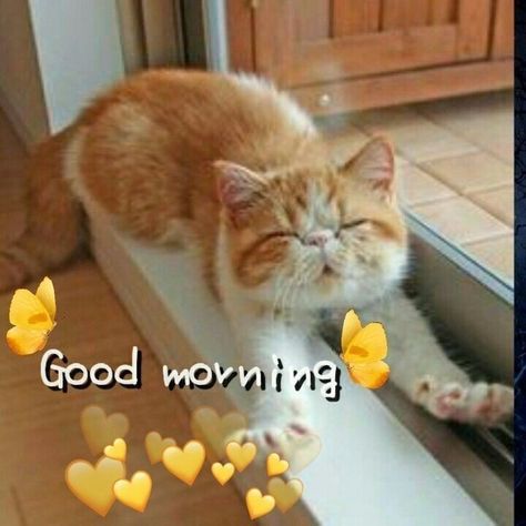 Good Morning Miss You, Good Morning Cutie, Cute Good Night Quotes, Great Day Quotes, Good Morning Animals, Good Morning Cartoon, Good Morning Cat, Tuesday Blessings, Good Morning Smiley