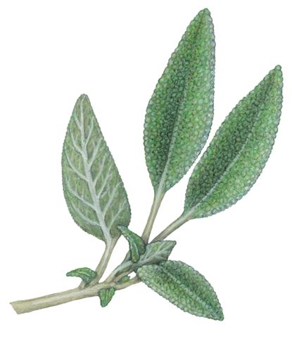 Botanical illustration of a sprig of sage. Sage Botanical Illustration, Herb Images, Marney Ward, Sage Drawing, Sage Illustration, Sage Tattoo, Pocket Altar, Herbs Image, Sage Herb