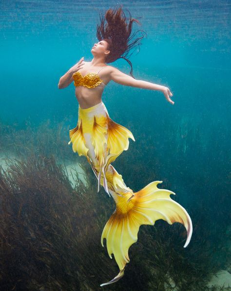 Merman Tails, Butterfly Koi, Yellow Mermaid, Swimmable Mermaid Tail, Professional Mermaid, Realistic Mermaid, Mermaid Fin, Silicone Mermaid Tails, Mermaid Photos