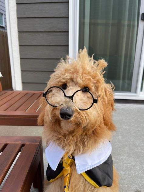 harry potter dog costume hufflepuff doodle goldendoodle Golden Doodle Halloween Costume, Goldendoodle Halloween Costume, Doodle Halloween Costume, Harry Potter Dog Costume, Goldendoodle Halloween, Hufflepuff Girl, Harry Potter Dog, F1b Goldendoodle, Doodle Doodle