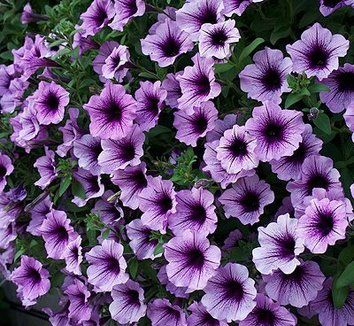 Superpetunia Bordeaux I don't buy any petunias anymore unless they are either superpetunias or waves.  They out perform the others hands down! Look at this gorgeous color! Supertunia Bordeaux Petunia, Wine Garden, Field Journal, Hosta Gardens, Purple Garden, Flower Landscape, Container Garden, Planting Herbs, Petunias