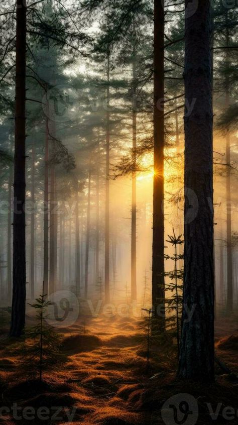 Majestic evergreen pine forest in a fog at sunrise generative AI Majestic Forest, Forest Sunrise, Evergreen Forest, Pine Forest, Pretty Wallpapers Backgrounds, Wallpapers Backgrounds, Vector Graphics, Pretty Wallpapers, Wallpaper Backgrounds