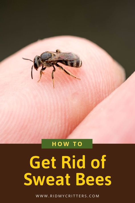 How to Get Rid of Sweat Bees (Easily Trap or Repel the Buggers) Sweat Bee Repellent, Bee Traps Diy How To Make, How To Get Rid Of Bees, How To Get Rid Of Bees Outside House, Homemade Bee Trap, Bee Killer, Bees Diy, Bee Repellent, Remedies For Bee Stings