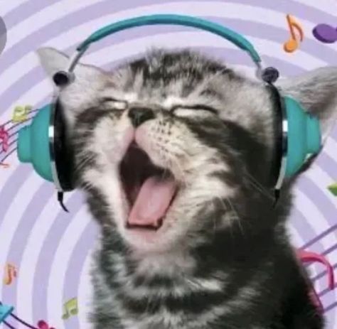 Wearing Headphones, A Cat, Headphones, Music