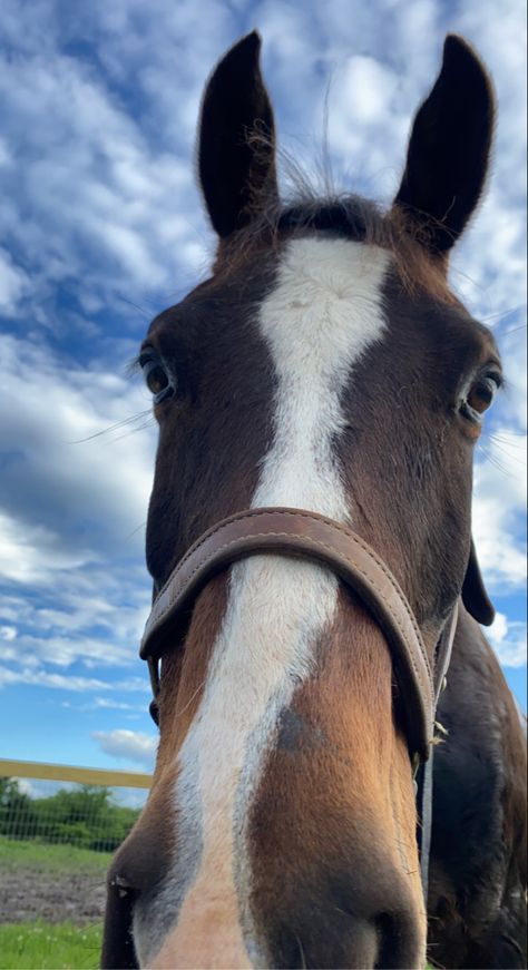 Bay Horses, Bay Horse, Horse Aesthetic, Beautiful Horse, House Of Cards, Horse Love, Beautiful Horses, To Read, High School