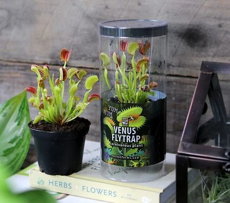 Venus Fly Trap Food: What to Feed a Venus Fly Trap | Balcony Garden Web Venus Flytrap Plant, Venus Fly Trap Care, Aquatic Insects, Venus Flytrap, Stink Bugs, Small Insects, Greenhouse Growing, Fly Trap, Venus Fly Trap