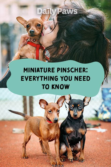 Minpin Mini Pinscher, Doodle Bops, Min Pin Puppies, Miniature Doberman Pinscher, Miniature Pincher, Miniature Doberman, Min Pin Dogs, Pincher Dog, Miniature Pinscher Puppy