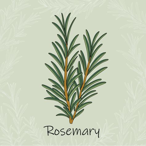 Doodle freehand sketch drawing of rosemary. 11640495 Vector Art at Vecteezy Rosemary Logo, Rosemary Illustration, Freehand Sketch, Rosemary Plant, Illustration Board, Flower Drawings, Painting Words, Classy Tattoos, Spring Sweater