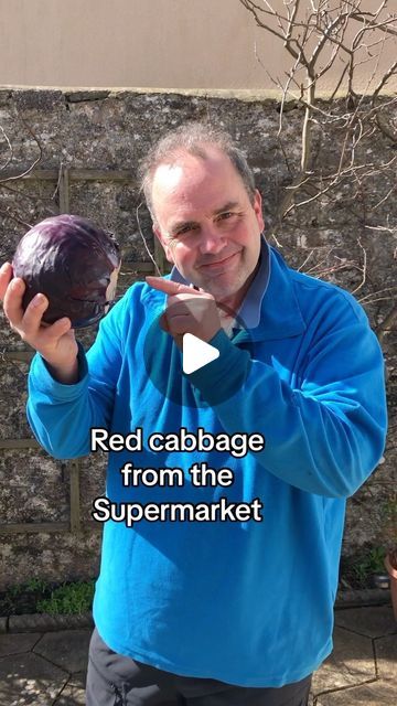 Simon Akeroyd on Instagram: "One of life’s great mysteries is why a red cabbage isn’t actually called a purple cabbage! It’s easy to grow cabbage leaves from one bought at a supermaket, although you won’t get a firm, cabbage head / ball, just delicious crunchy leaves. However if you allow it to go to seed you can use these seeds to grow a cabbage head next spring. #Gardening #growyourown #vegetablegardeningforbeginners" Red Cabbage Dye, Growing Cabbage From Seed, Growing Cabbage From Scraps, Flowering Cabbage, Cabbage Purple, Growing Cabbage, Red Cabbage With Apples, Cabbage Head, Purple Cabbage