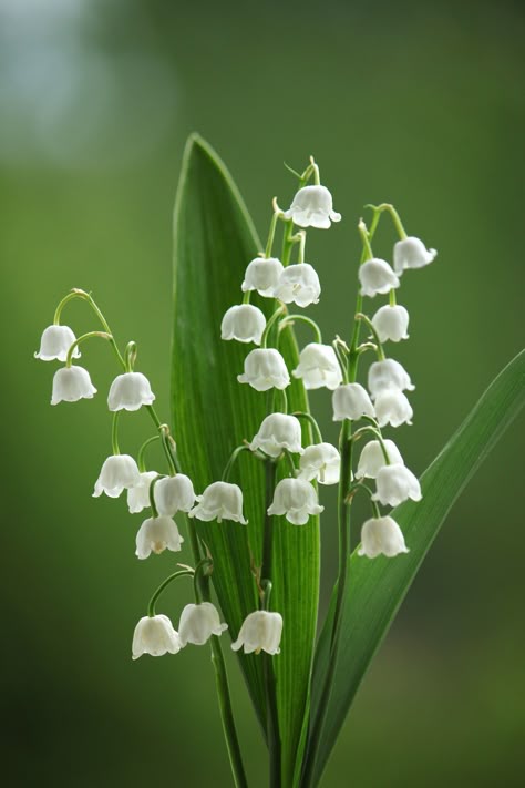 Lily of the valley Lily Of The Valley Flowers, Valley Flowers, Photorealism, Favorite Flowers, Art Color, Flower Photos, Flower Pictures, Lily Of The Valley, Love Flowers