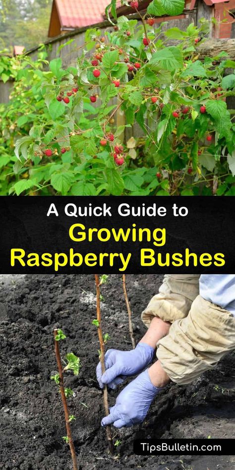 How To Propagate Raspberry Bushes, How To Contain Raspberry Bushes, Planting Raspberry Canes, Berry Plants Garden, Berry Garden Layout Design, How To Prune Raspberry Bushes, How To Grow Cranberries, Raspberry Growing Tips, Raspberry Planting Ideas