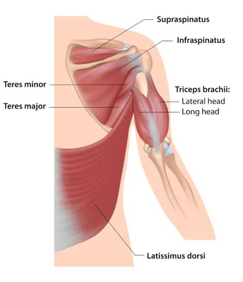 Top 8 Teres Major & Teres Minor Exercises Torn Rotator Cuff Symptoms, Torn Rotator Cuff, Infraspinatus Muscle, Teres Major, Shoulder Range Of Motion, Overhead Squat, Forward Head Posture Exercises, Rotator Cuff Exercises, Rotator Cuff Injury