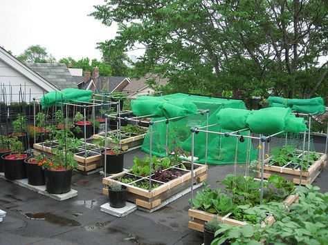 Rooftop Vegetable Garden Rooftop Vegetable Garden, Terraced Vegetable Garden, Green Roof Benefits, Green Roof Garden, Roof Garden Design, Vegetable Garden Ideas, Video Garden, Backyard Vegetable Gardens, Veg Garden