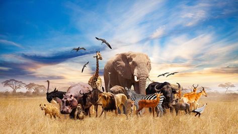 A photo composite of a wide variety of African animals gathered together. Animal Group Photo, Blue And Brown Curtains, Brown Bath Rug, Animals Together, Photo Composite, Animal Blanket, Wildlife Safari, Animal Groups, Endangered Animals