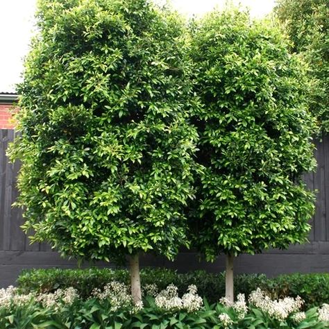 Ficus Hedge, Ficus Nitida, Farm Landscaping, Ficus Microcarpa, Australian Native Garden, Ficus Tree, Garden Screening, Backyard Remodel, Formal Gardens