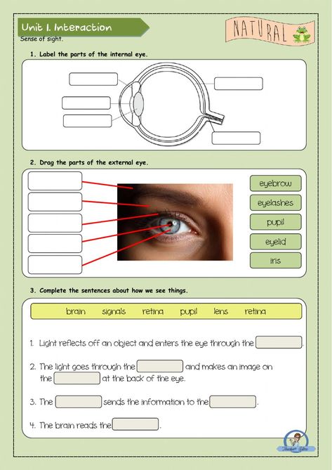 Eye Parts, Sense Of Sight, Natural Science, Beaded Jewelry Tutorials, School Subjects, Grade 3, Online Workouts, Science Activities, Google Classroom