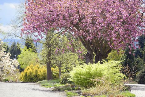 Specimen trees can add wonderful visual interest to your garden landscape. But there are a few considerations for choosing the right one. Trees For Landscaping, Perennial Flower Garden, Flower Garden Layouts, Garden Flowers Perennials, Tips Design, Perennial Flower, Small Yards, Specimen Trees, Fast Growing Trees