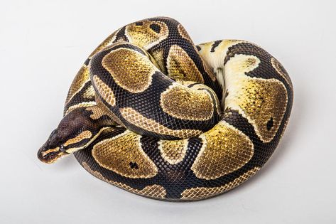 Ball python. Closeup of a african coiled royal or ball python snake on a white b , #spon, #african, #coiled, #Closeup, #Ball, #python #ad Snake Pets, Ball Python Snake, Python Royal, Ball Python Care, Royal Python, Rosy Boa, Purple Corn, Snake Images, Snake Tank