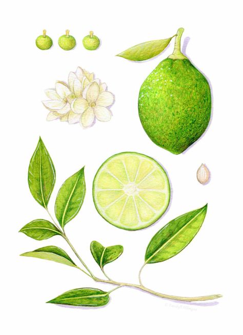 Citrus Aurantifolia (Lime), by Kendyll Hillegas | 9x12, mixed media on paper Wallpaper Buah, Lime Photo, Kendyll Hillegas, Cbd Packaging, Citrus Aurantifolia, Illustration Botanique, Scientific Illustration, Food Illustration, Complimentary Colors