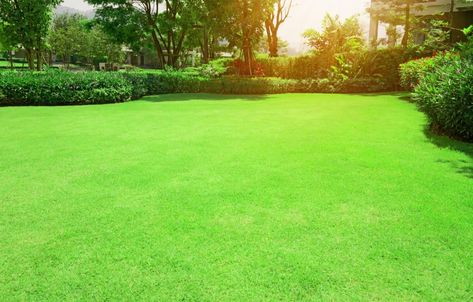 PRICES MAY VARY. Bermuda grass flourishes in sites with full, direct sun and good drainage. It has superior heat, salt and humidity tolerance. Bermuda Grass Lawn, Lawn Grass Types, Fescue Lawn, Best Grass Seed, Lawn Renovation, Lawn Borders, Garden Spade, Artificial Grass Installation, Bermuda Grass