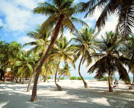 Whether you want to shop for beach-inspired art, snorkel in the sea, or sip on a pina colada while watching the most spectacular sunset of your life, Islamorada is the place to be. Here are the 20 best things to do in Islamorada, Florida. Colorful Village, Islamorada Florida, Southern Travel, The Florida Keys, Remote Island, Pier Fishing, Vacation Pictures, Vacation Places, Florida Travel