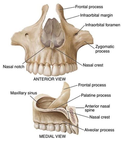 Anatomy Head, Communication Disorders, Dental Assistant Study, Anatomy Bones, Skull Anatomy, Dental Hygiene School, Dental Anatomy, Basic Anatomy And Physiology, Human Body Anatomy