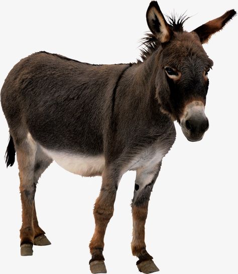 Donkey Pics, Donkey Images, Animal Cutouts, Cute Donkey, Animal Flashcards, Animal Categories, Cute Goats, Transparent Image, Free Clipart